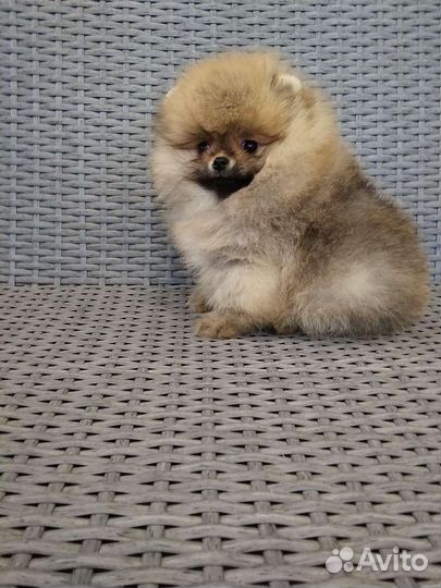 Померанский шпиц тип мишка мини