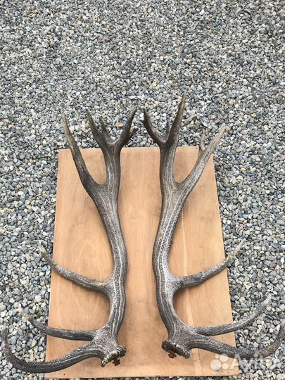 Оленьи рога