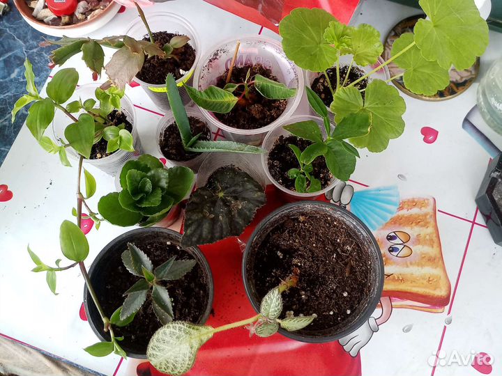 Лот из 10 цветов.Цена за всё