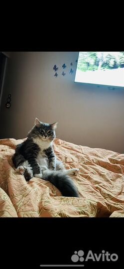 Метис мейн-кун