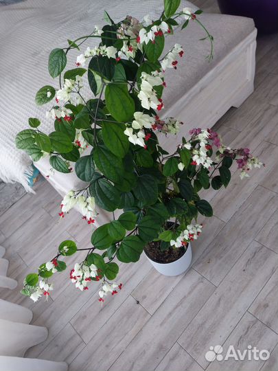 Клеродендрум госпожи Томпсон