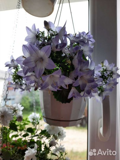 Кампанула махровая