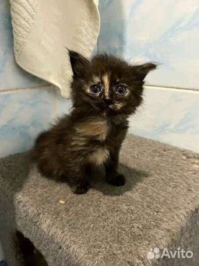 Черепаховая кошка