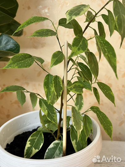 Фикус Бенджамина