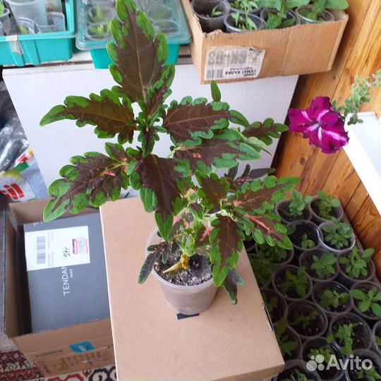 Колеусы сортовые