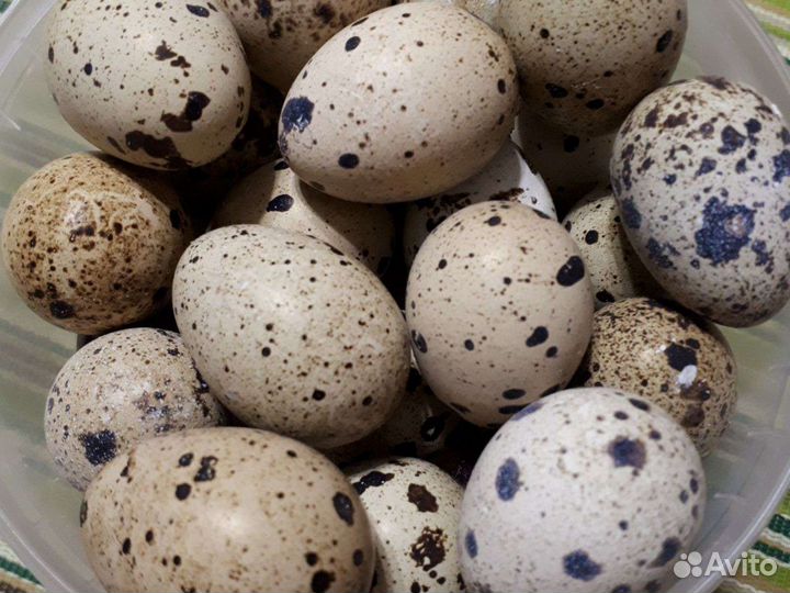 Яйца перепелиные