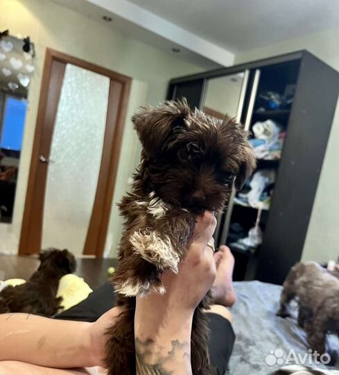 Щенки бивер йорка биро