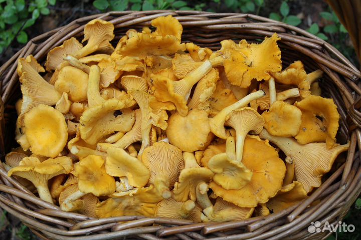 Грибы лисички