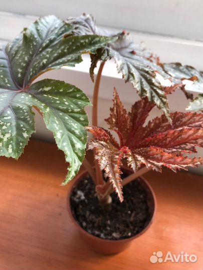 Бегония Грифон