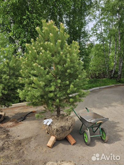 Сосна, саженец сосны опт розница