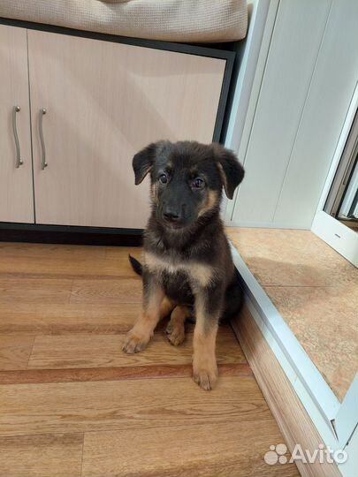 Щенок в добрые руки