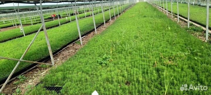 Сеянцы ели зкс от производителя