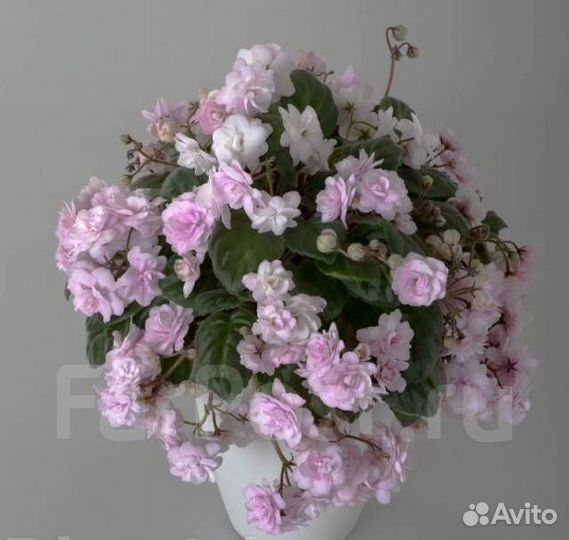 Набор фиалок-трейлеров