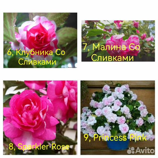 Укорененные черенки Бальзамина и Бегонии