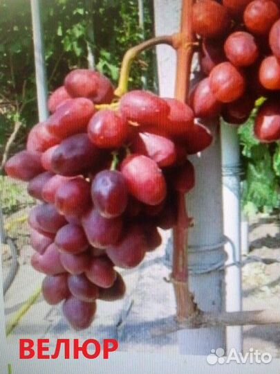 Саженцы Винограда и Черенки