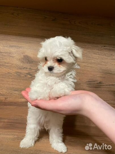 Мальтезе болонка