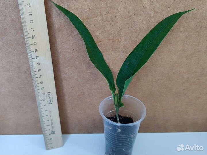 Фикус Амстел Кинг