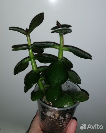 Денежное дерево