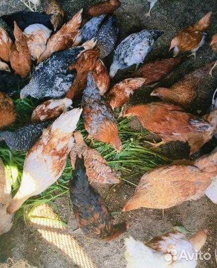 Куры молодки