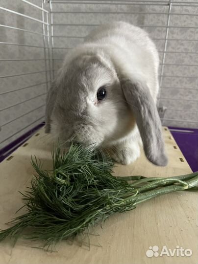 Кролик с клеткой