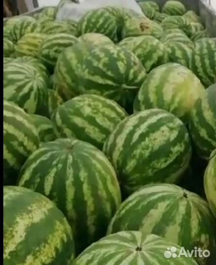 Арбузы с поля оптом и в рознице