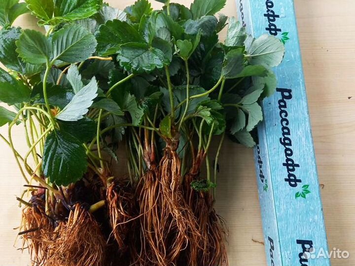 Рассада клубники. Для теплиц