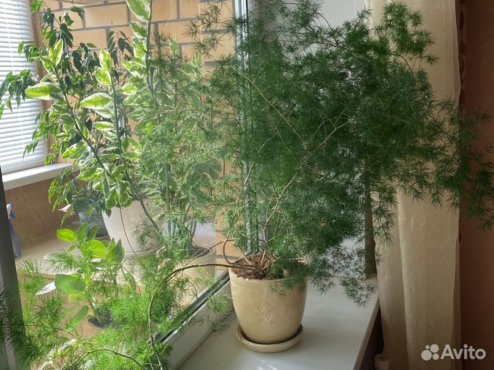 Комнатное растение