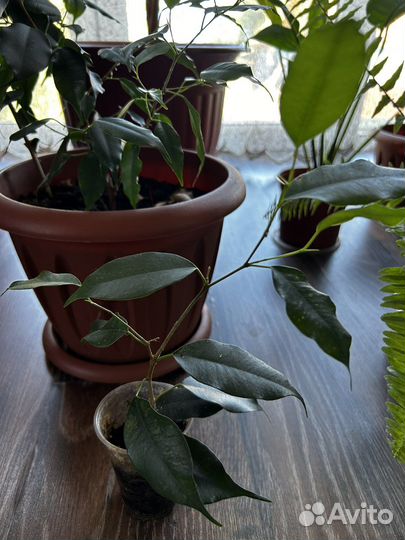 Фикус бенджамина