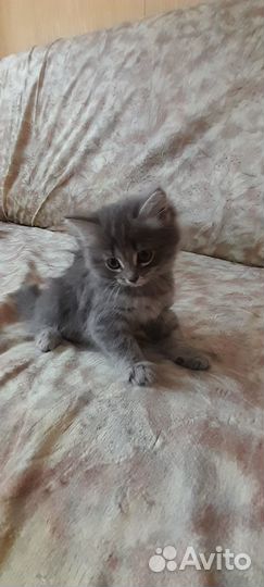 Отдам бесплатно