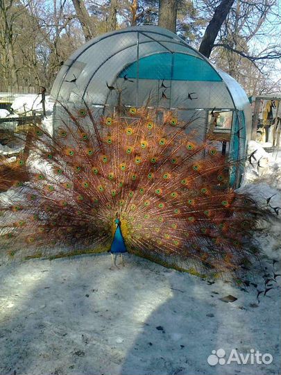 Индийские павлины