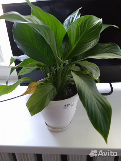 Спатифиллум