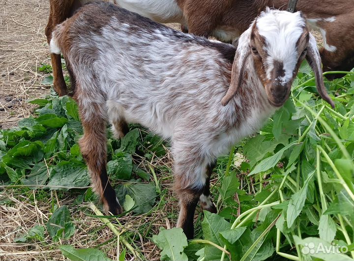 Коза альпо- нубийская