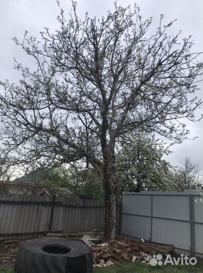 Бесплатно орех дерево