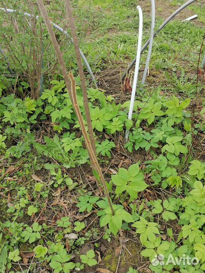 Саженцы сумах оленерогий