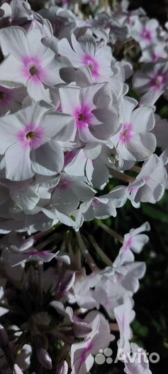 Флоксы многолетние