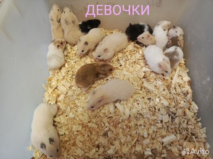 Сирийские хомяки