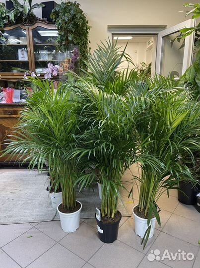 Пальма арека дипсис