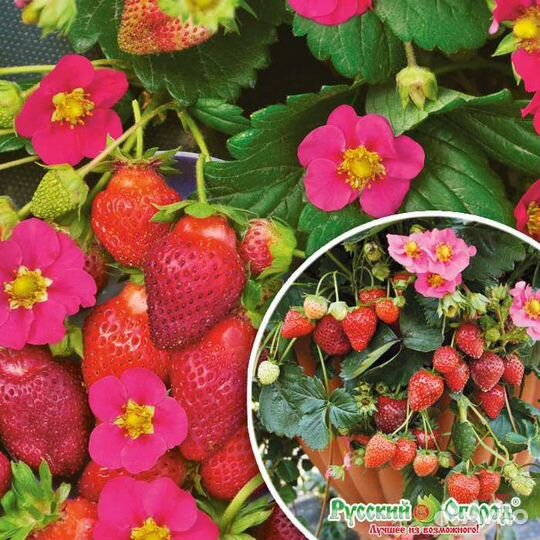 Клубника с розовыми цветами в наличии