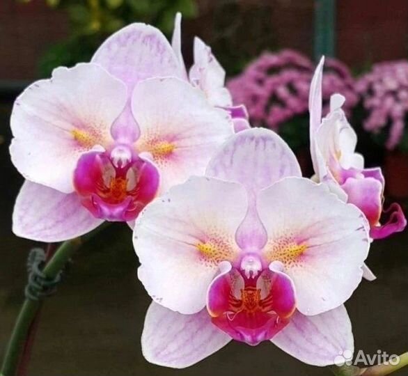 Орхидея фаленопсис бабочка