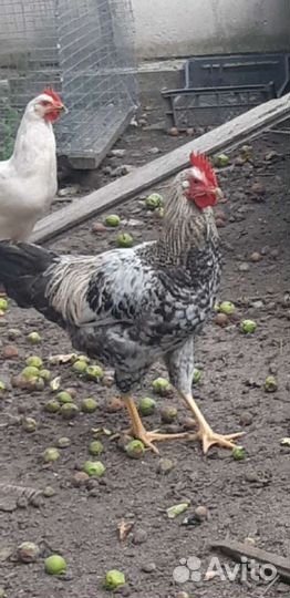 Куры петухи