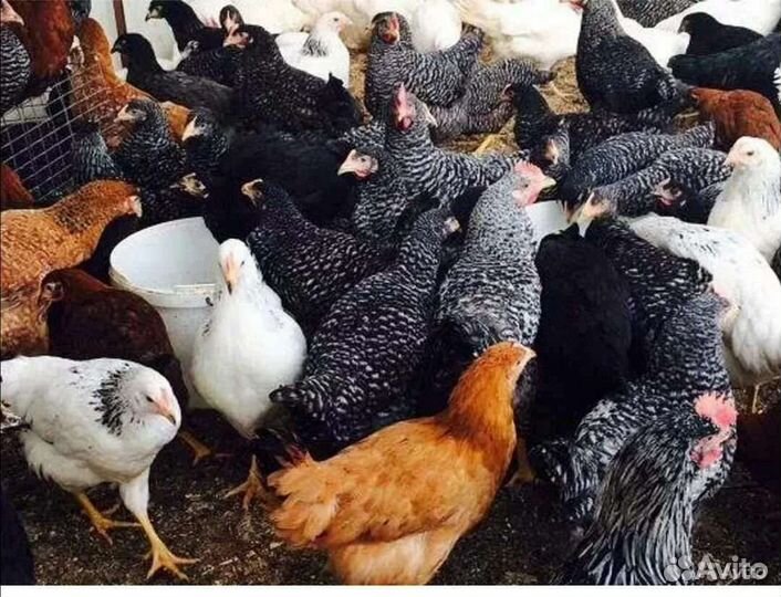 Курочки молодки Чешский Доминант