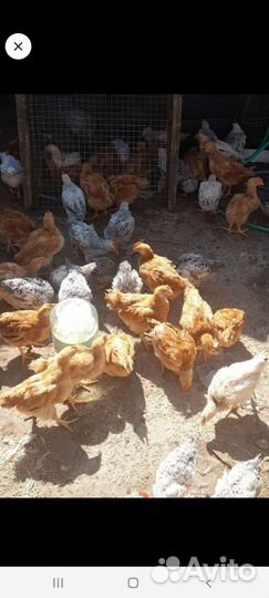 Куры молодки несушки домашние