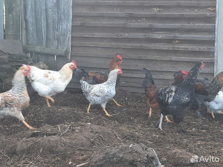 Молодые петухи