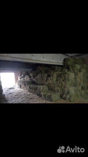 Сено люцерна клевер по 25 кг отличное качество