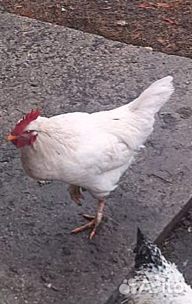 Молодые петухи