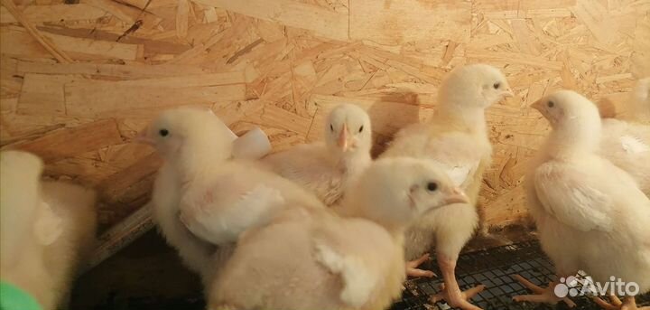 Цыплята бройлеры