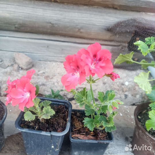 Пеларгонии