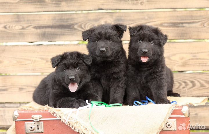 Вязка, кобель немецкая овчарка