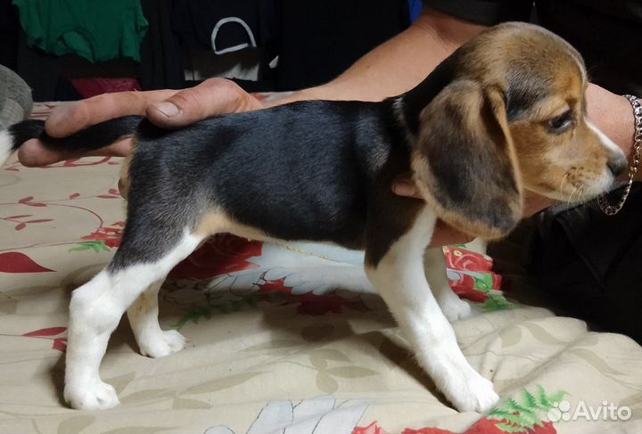 Щенки бигль