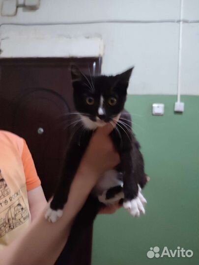 Котик в дар